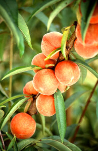 Flameprince Peaches Growing On A Tree