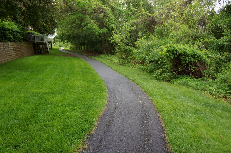 Scenic road through green forest