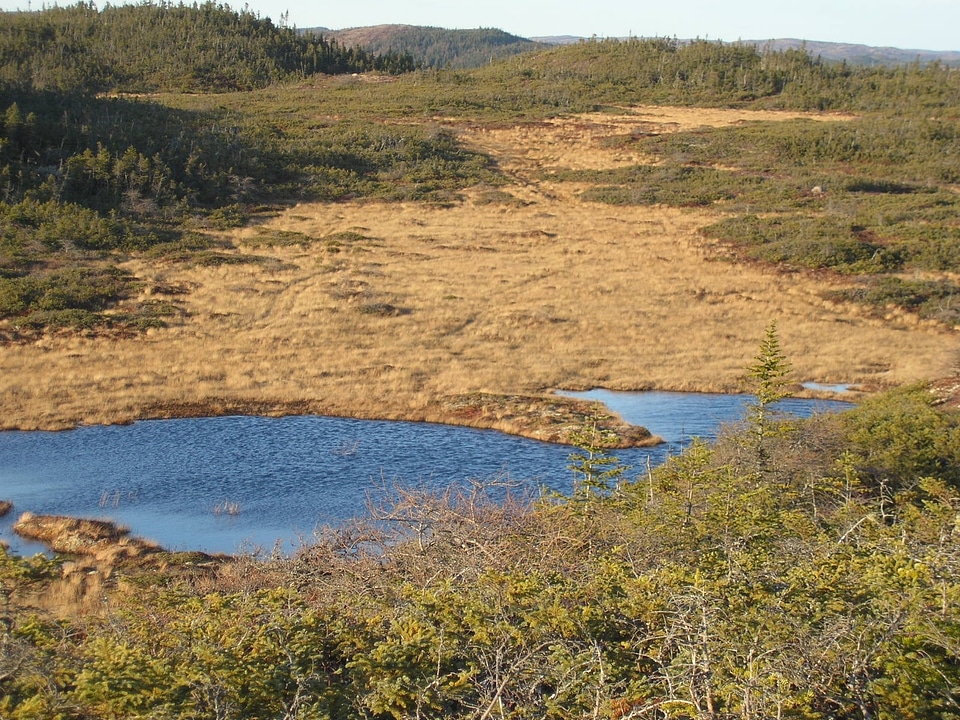 Habitat sedge landscape