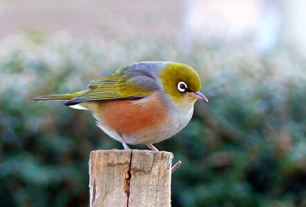 Silvereye Zosterops lateralis Australian Native bird