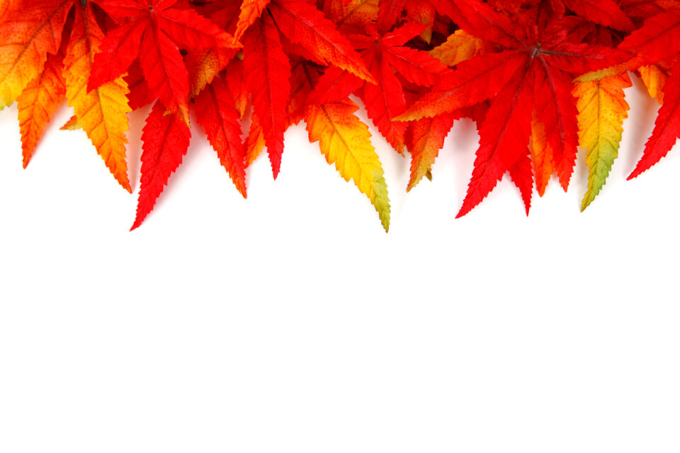Colorful autumn leaf frame on white background