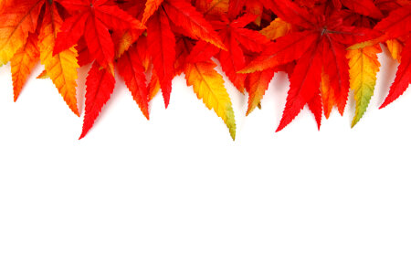 Colorful autumn leaf frame on white background photo