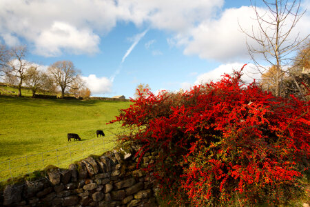 Autumn landscape on british countryside photo