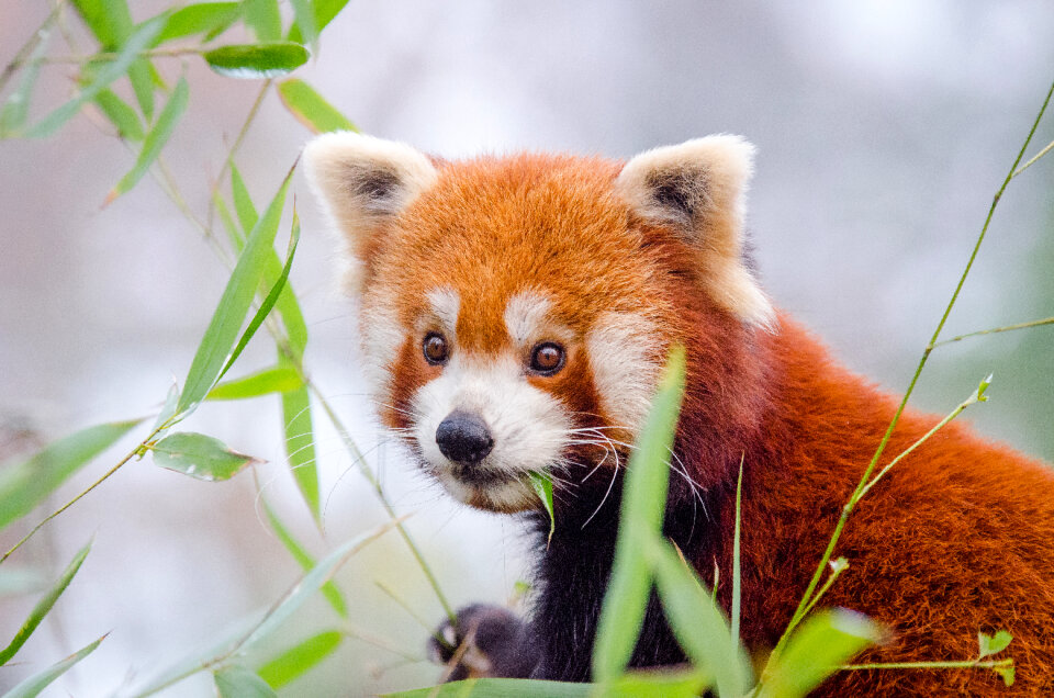 Portrait of a Red Panda