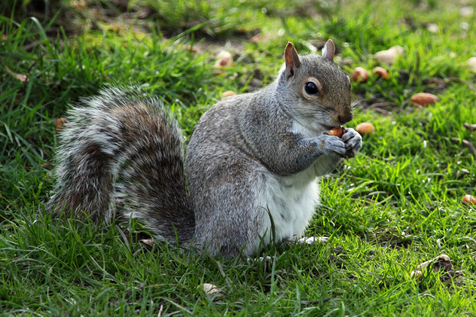 Squirrel eating food on the ground