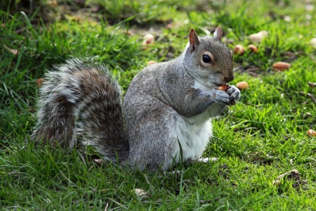 Squirrel eating food on the ground photo