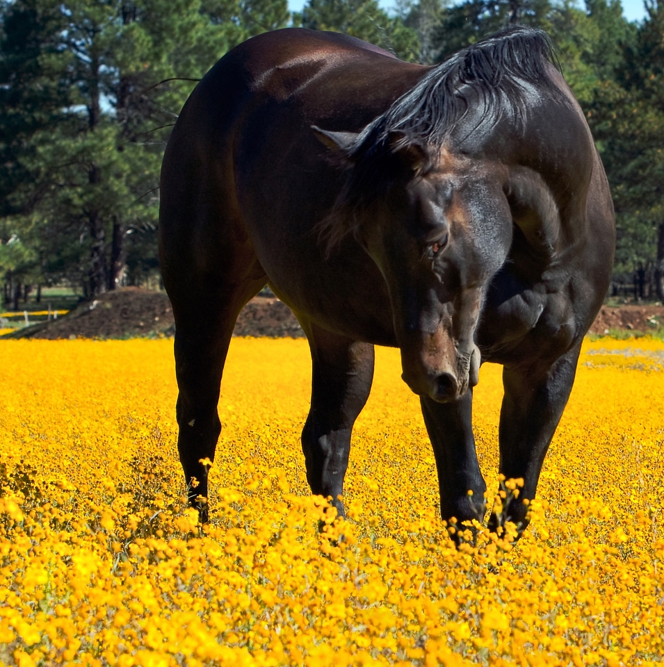 Floral equine spring