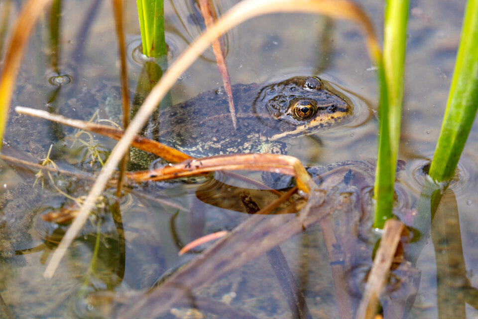 Columbia spotted frog