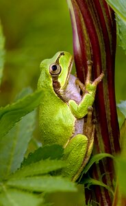 tree frog hiding in green background leafs Agalychnis