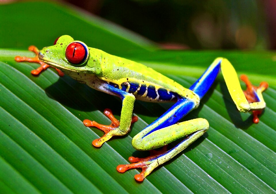 Red-eyed Tree Frog, Agalychnis callidryas