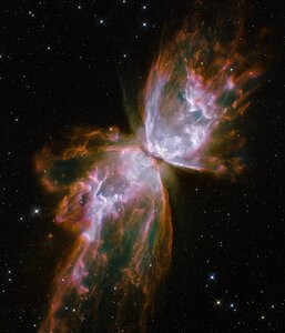 Beetle Fog Galaxies