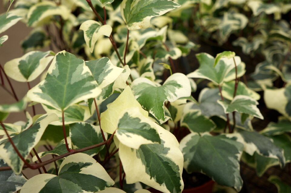 Hedera algeriensis Gloire de Marengo