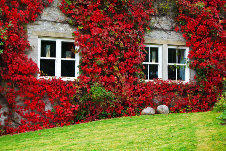 Ivy On House In Autumn photo