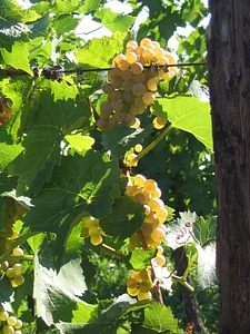Vineyard wine winery