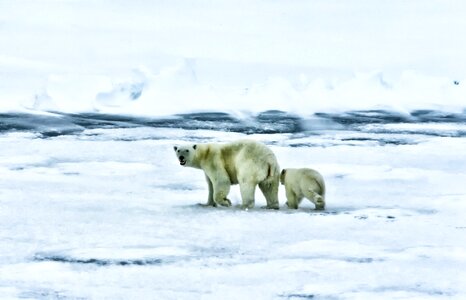 Polar Bears Wildlife Animals photo