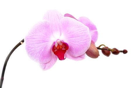 Orchid Flower Isolated Decoration photo