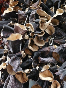 Dried mushrooms mu err china morel photo