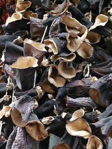 Dried mushrooms mu err china morel
