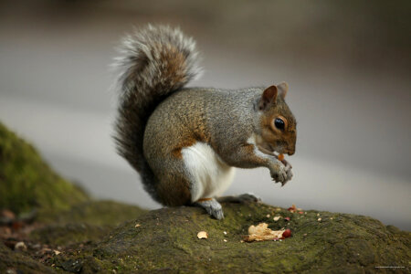 squirrel eating a nut photo