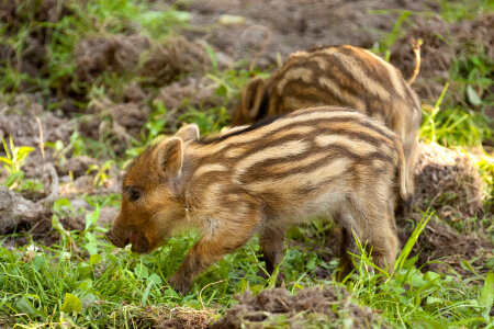 Tiny brown wild boar piglets photo