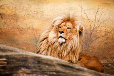 Male lion relaxing photo