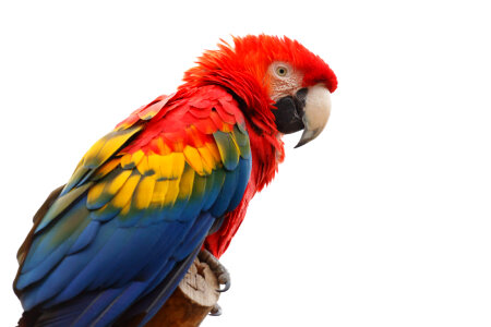 Scarlet macaw isolated on white background photo
