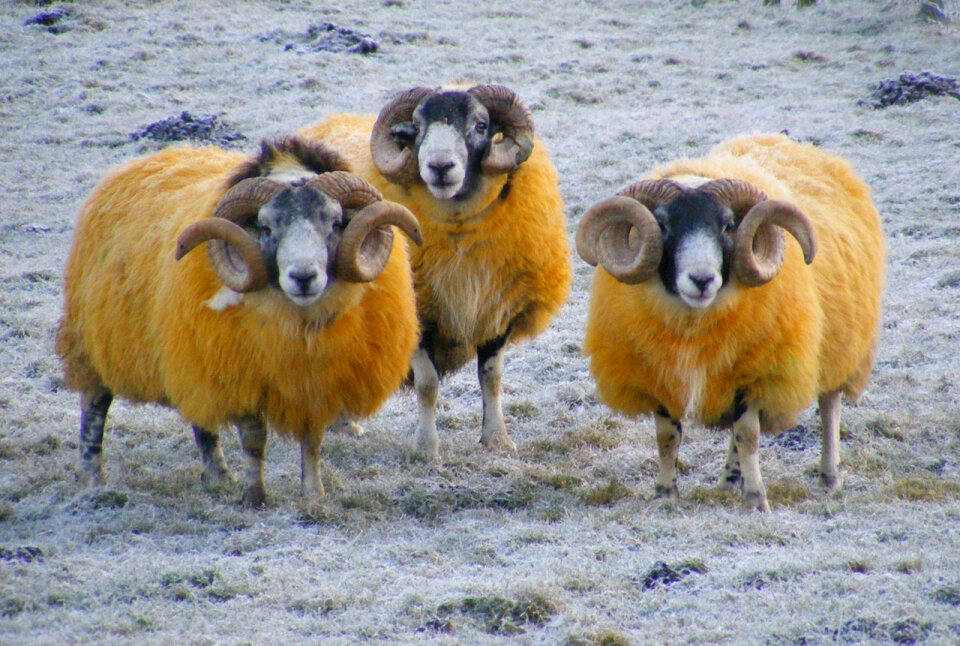 sheep in a winter landscape