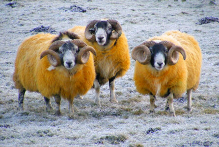 sheep in a winter landscape