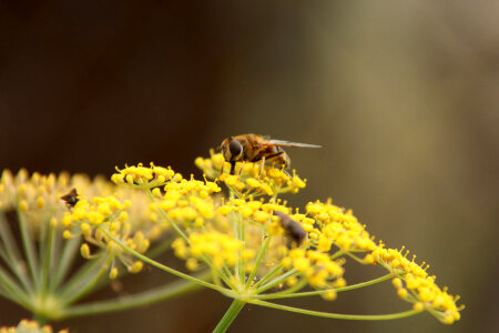 Bee on a lotus flower