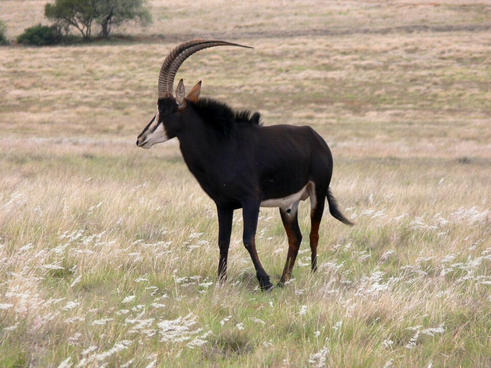 Sable antelope in the wild