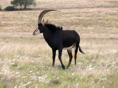 Sable antelope in the wild photo