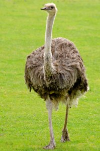 Emu walking through a field of green grass photo