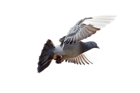 flying dove isolated on white background photo
