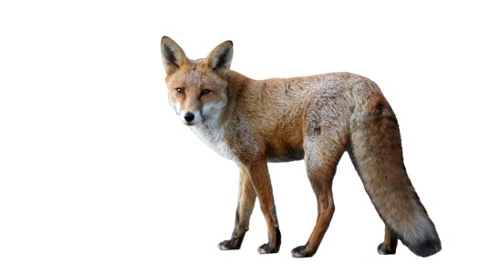 Red Fox, Vulpes vulpes in front of white background