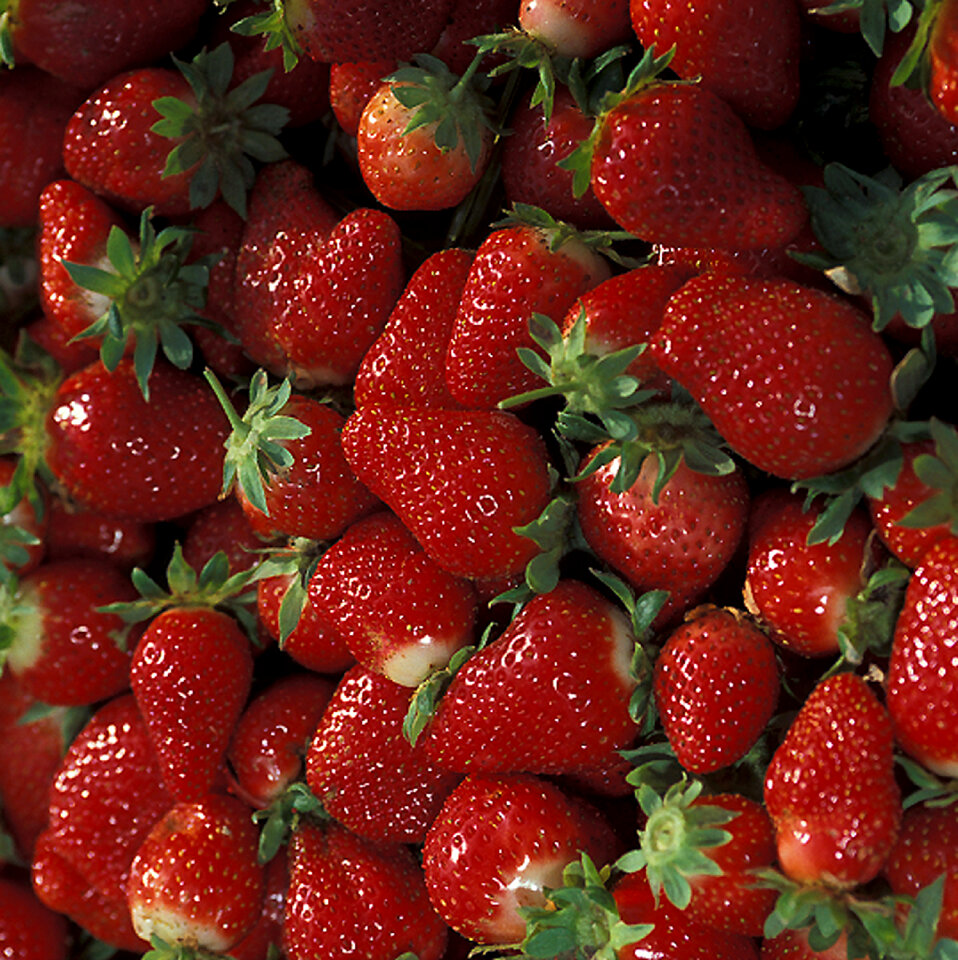 A Bunch Of Red Chandler Strawberries