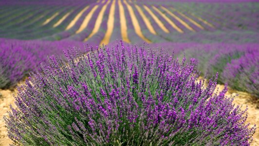 Lavender fields near Valensole in Provence, France. photo