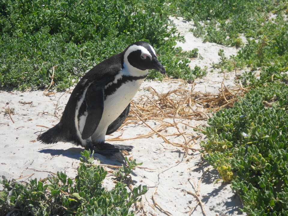 Boulder Beach Penguin