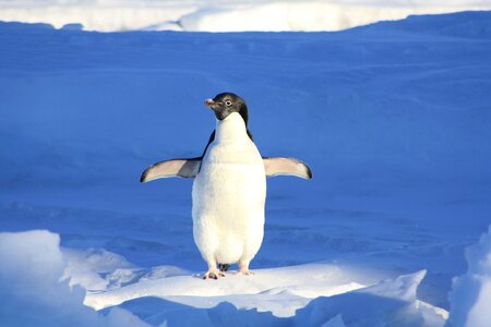 Adelie Penguin in Antarctica photo