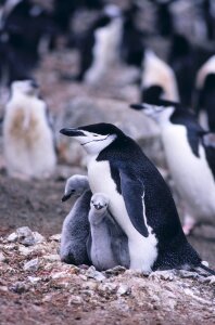 Penguin Mother and her two Children in Antarctica