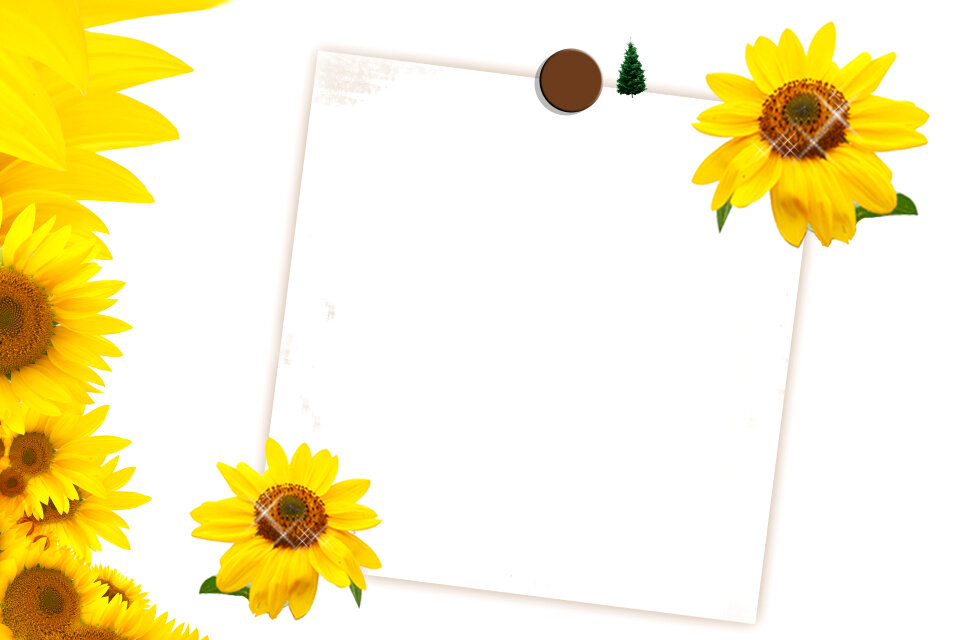 Card for invitation or congratulation with sunflowers