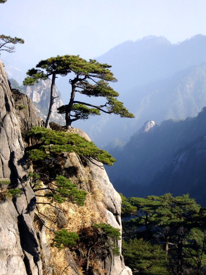Huangshan mountain with Pinus hwangshanensis trees