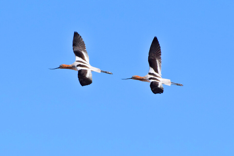 Two large birds with long legs and long, upturned beaks,