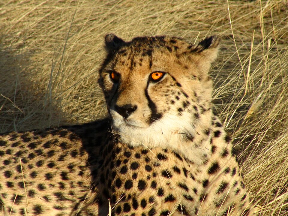 closeup of the cheetah