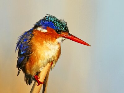 Malachite kingfisher