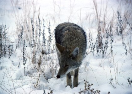 Coyote in the snow photo