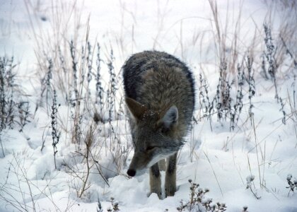 Coyote in the snow
