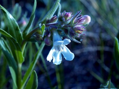 White Penstemon wildflower