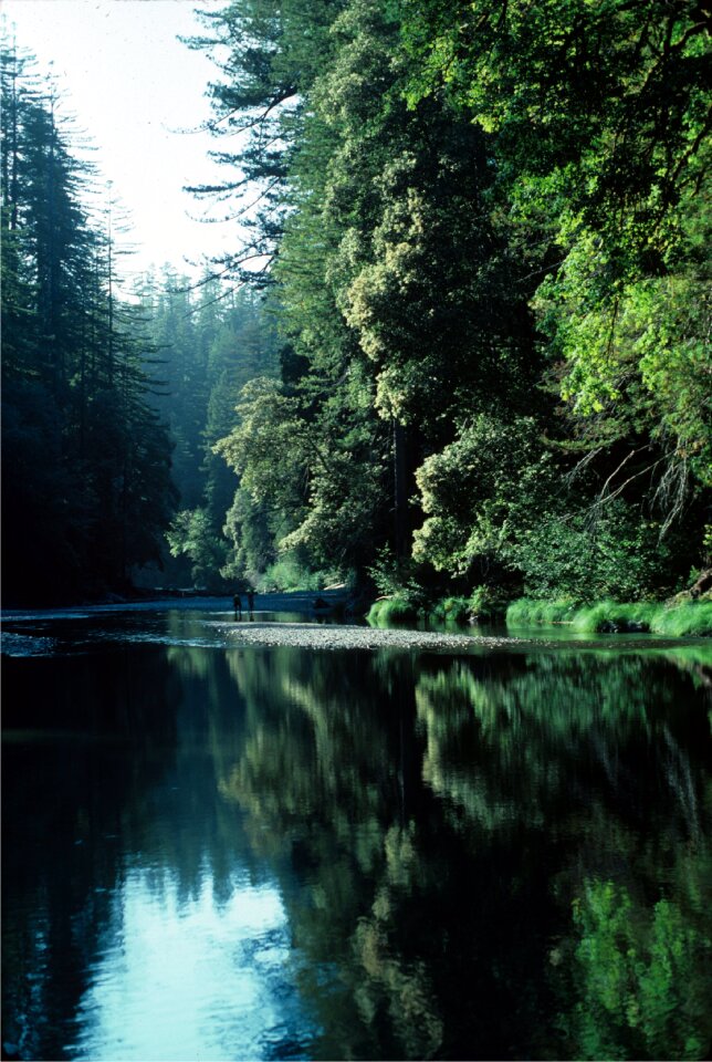 Redwood Creek Hiking