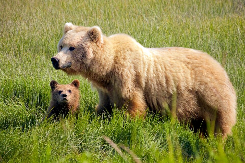 Brown Bear Female with cub at Silver Salmon Creek