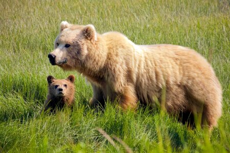 Brown Bear Female with cub at Silver Salmon Creek